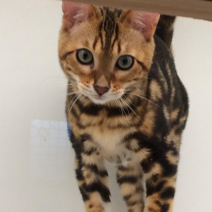 Prices | The Dorset Cattery Opening times