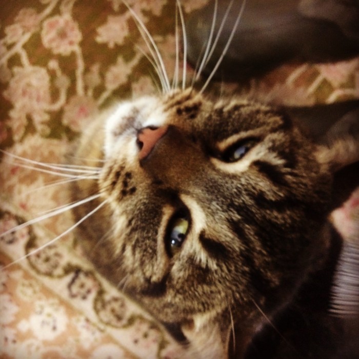 Prices | The Dorset Cattery Contact